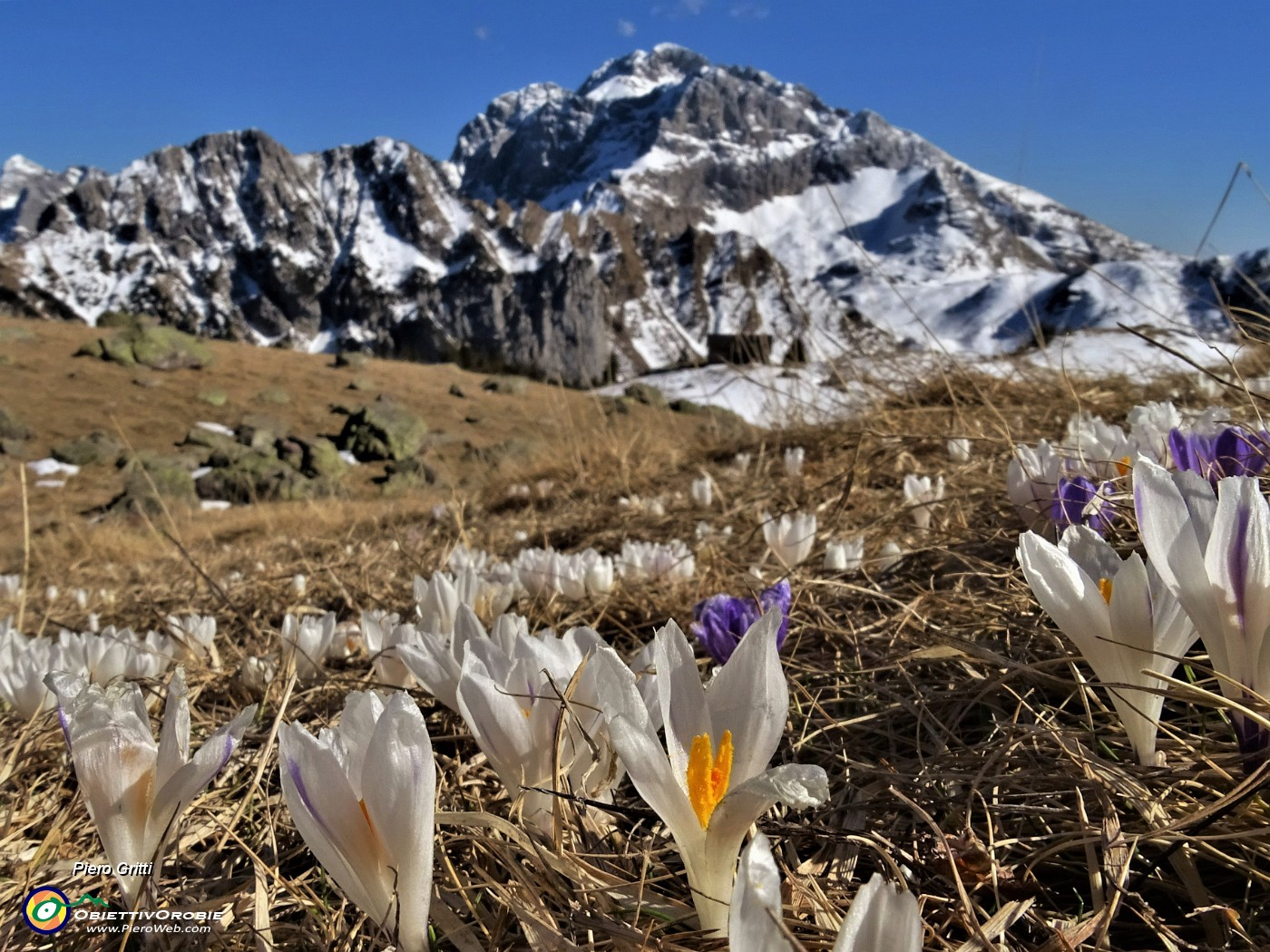 61 Fioritura di Crocua vernus al Monte Campo con bella vista in Arera.JPG